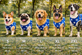 Petlicks™ Lightweight Summer Pet Vest